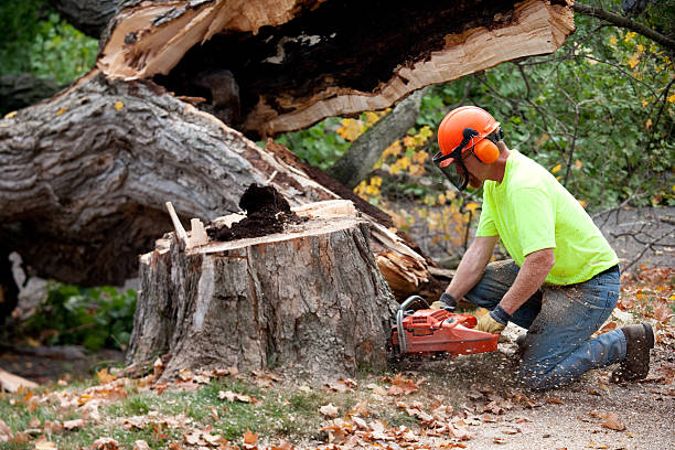 Tree Removal for Businesses in Central Gardens, TX